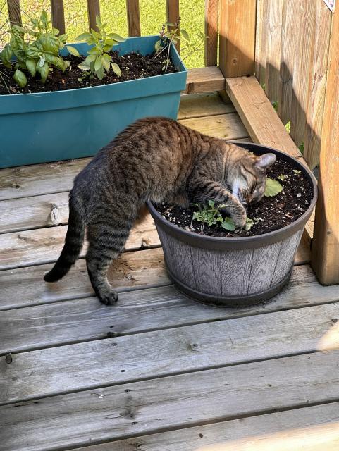 A tabby cat is leaning into a large plant pot on a wooden deck, surrounded by pots with various plants.