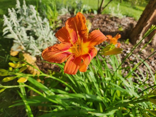 Bright orange lily in the sun
