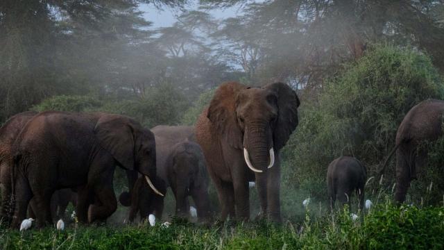 #Poaching for #ivory is the main threat to #African #Forest #Elephants although #deforestation the tropical forests of #Congo #Guinea #WestAfrica for #palmoil #timber is a real threat. Help these beautiful creatures #Boycott4Wildlife https://palmoildetectives.com/2021/09/11/african-forest-elephant-loxodonta-cyclotis/ via @palmoildetect
