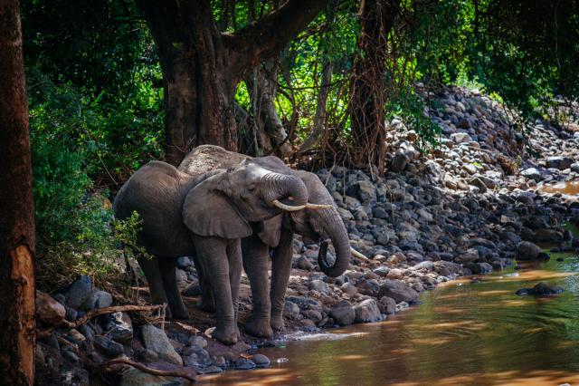 #Poaching for #ivory is the main threat to #African #Forest #Elephants although #deforestation the tropical forests of #Congo #Guinea #WestAfrica for #palmoil #timber is a real threat. Help these beautiful creatures #Boycott4Wildlife https://palmoildetectives.com/2021/09/11/african-forest-elephant-loxodonta-cyclotis/ via @palmoildetect
