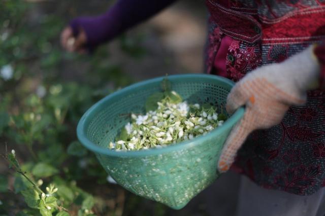 So far, Egypt produces about half the world's supply of jasmine. Flowers are the main ingredient in making perfume. Insider information in the industry related to the BBC stated that the budget for the salaries of picker workers was very low 

As a result, they were forced to involve their children under 15 years of age