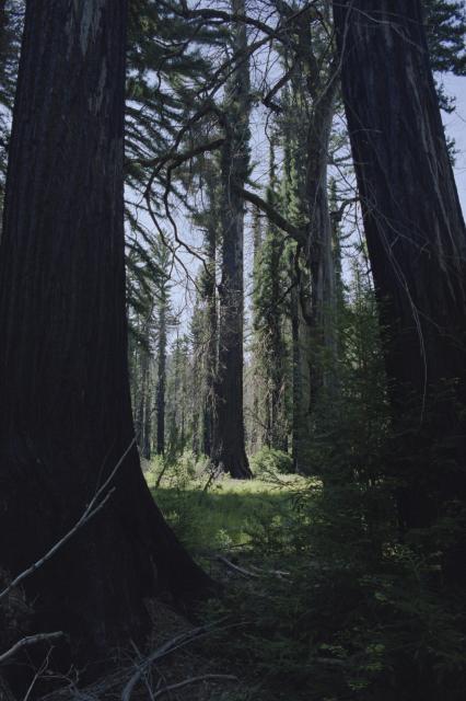 Two large redwood trees are framing a view onto more large redwood trees in the distance.