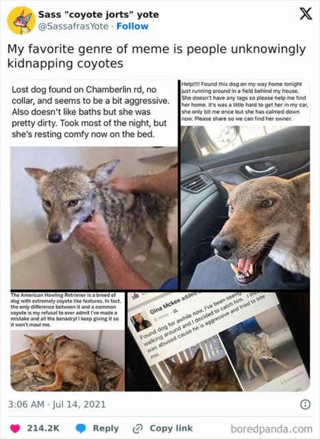 coyotes