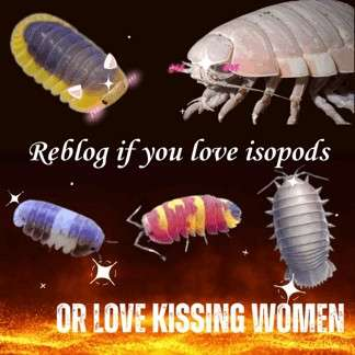 A tumblr meme that reads "Reblog if you love isopods" on the top, and "OR LOVE KISSING WOMEN" on the bottom. Beside the text are 5 isopods.