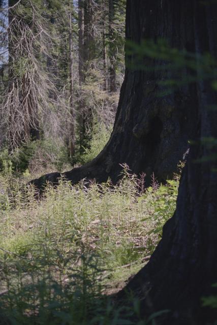 The trunks of two sizeable redwood trees in shade, with an open area covered in small vegetation in between.