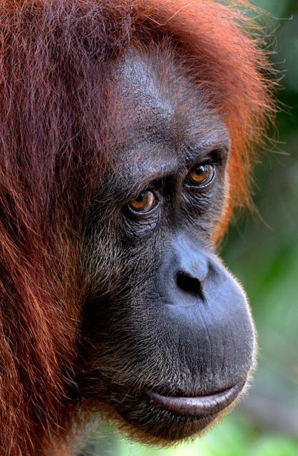 Sumatran orangutan by Craig Jones 

60% of primates are threatened by #extinction. Without direct action, the number of endangered primates will grow and more species will disappear forever. Help them by joining the #Boycott4Wildlife in the supermarket https://palmoildetectives.com/2022/06/05/primates-are-facing-an-impending-extinction-crisis-but-we-know-very-little-about-what-will-actually-protect-them/ via @palmoildetect
