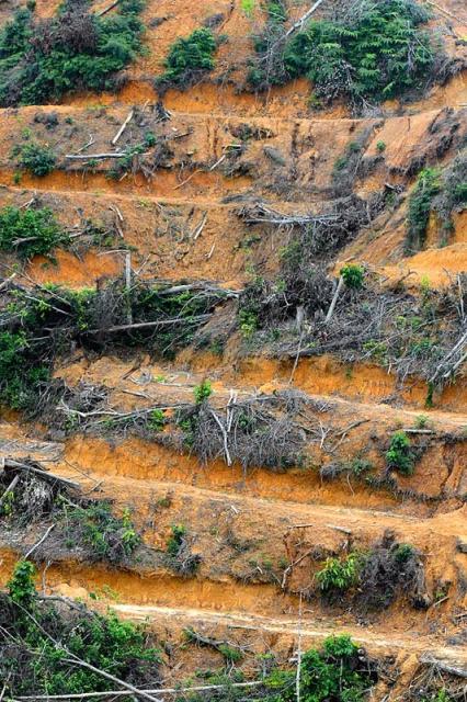 Completely destroyed rainforest. Craig Jones

60% of primates are threatened by #extinction. Without direct action, the number of endangered primates will grow and more species will disappear forever. Help them by joining the #Boycott4Wildlife in the supermarket https://palmoildetectives.com/2022/06/05/primates-are-facing-an-impending-extinction-crisis-but-we-know-very-little-about-what-will-actually-protect-them/ via @palmoildetect
