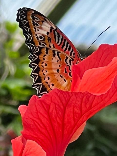 Close up of a butterfly on a red plant 