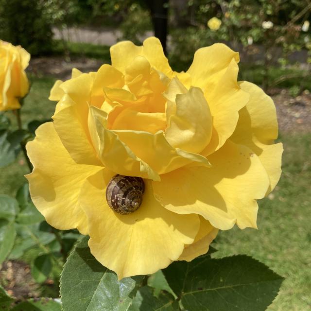 A photograph of a bright yellow rose with a snail resting on one of its petals.