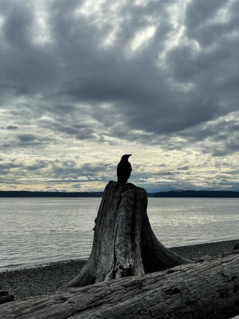A crow in silhouette, sitting on top of a stump of driftwood on a rocky shore before a large body of water. The distant shore is dark,  the gray clouds above are of many different shapes and moods.

Puget Sound, Lincoln Park, West Seattle.  Yesterday. She or he came down and was definitely interested in what I was doing (or more likely, was wondering if I had some treats to share). But it was a fantastic visit with a corvid.