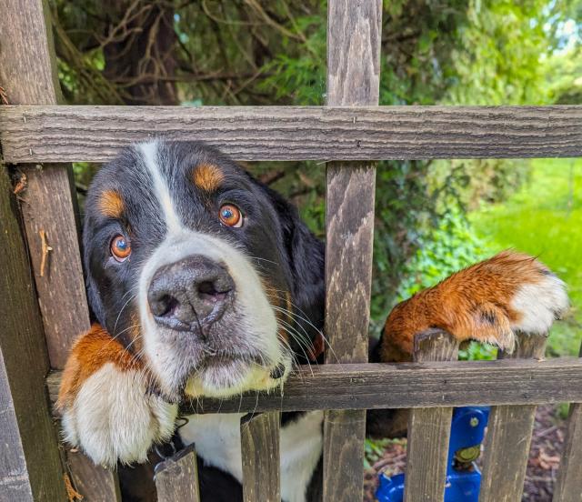 A large dog sticks his head through a square opening in a lattice fence. The dog has a mostly black head with brown spots above his eyes, a white stripe down the centre of the head that wraps around the nose. He has big brown paws with white toes at the tip. His deep, brown eyes are looking longingly at the camera.