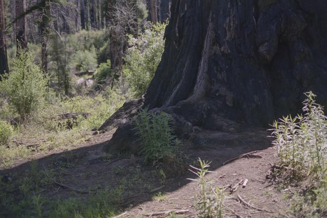 Tiny green redwood saplings in the harsh morning shadow of a massive redwood tree.