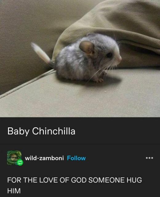 cuddly chinchilla