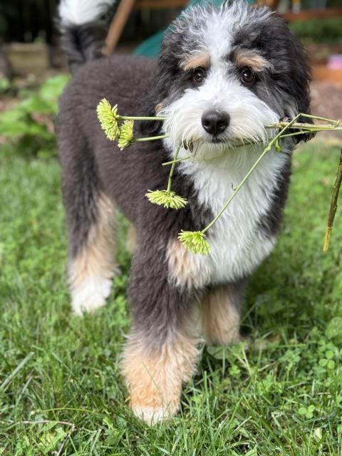 A black, white & tan puppy holding flowers