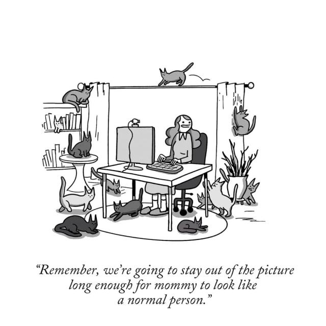 A woman sits in front of her computer. She is surrounded by cats and says, "Remember, we're going to stay out of the picture long enough for mommy to look like a normal person."