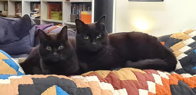 Two black cats, slightly out of focus, sitting cuddled into each other with their heads upright, looking at the camera (or at least vaguely in that direction). They're sitting on the back cushions of a sofa, which is covered with a colourful, patchwork style quilt.