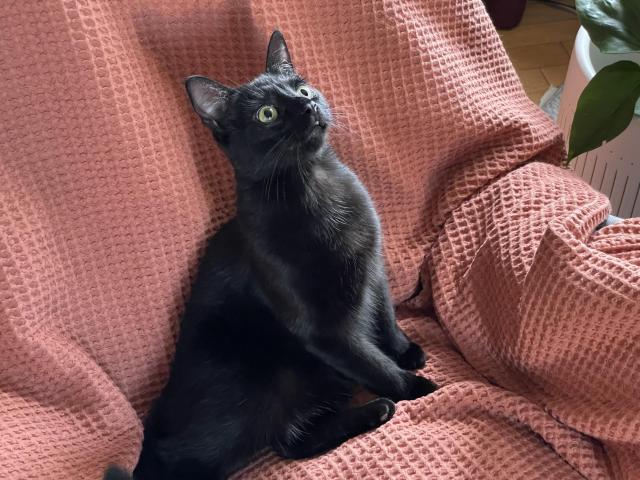 A black cat with green eyes sitting in a chair kind of leaned back with such a goofy expression on his face you could think he’s one of those taxidermy pieces. 