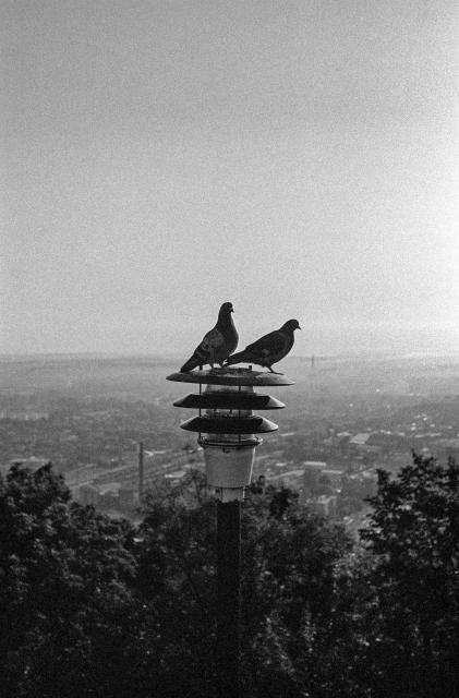 The black and white photograph shows two pigeons perched on a modern, tiered streetlight. The background is an expansive view of a cityscape seen from an elevated perspective - from a hill that rises above the city. The image has a grainy texture, which adds a vintage or film-like quality to the scene. The sky appears clear, contributing to a bright but slightly hazy atmosphere, typical of a distant urban view. Trees and foliage can be seen at the lower part of the image, framing the cityscape in the background.