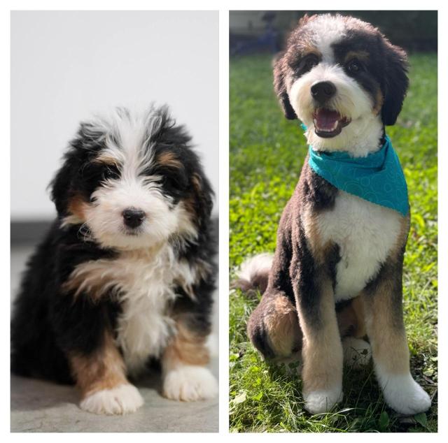 A black white and tan puppy at 7 weeks and 7 months