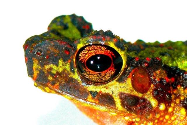 Meet the Bornean Rainbow #Toad! 🌈🐸 This vivid #amphibian is #endangered and faces serious threats from #palmoil #deforestation in #Borneo. Help them every time you shop 🛒🛍️ and  #Boycottpalmoil 🪔🚫#Boycott4Wildlife in the supermarket @palmoildetect https://palmoildetectives.com/2021/01/25/bornean-rainbow-toad-ansonia-latidisca 