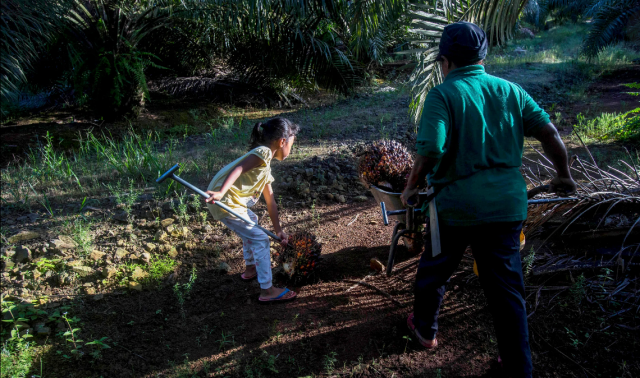 #News: Almost 20K children work in the #palmoil industry in #Sabah. Across #Malayia its 33,600 children aged between 5 and 17 years. They work in dangerous conditions for little pay. A new EU/UN initiative aims to help them #Boycottpalmoil #HumanRights https://www.benarnews.org/english/news/malaysian/eu-un-child-labor-sabah-06122024131045.html
