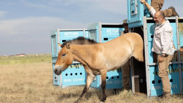 #News: Wild horses return to Kazakhstan steppes after absence of two centuries
Seven Przewalski’s horses, the only truly wild species were flown there https://www.theguardian.com/environment/article/2024/jun/10/przewalskis-horses-only-wild-species-return-central-asian-steppes-kazakhstan