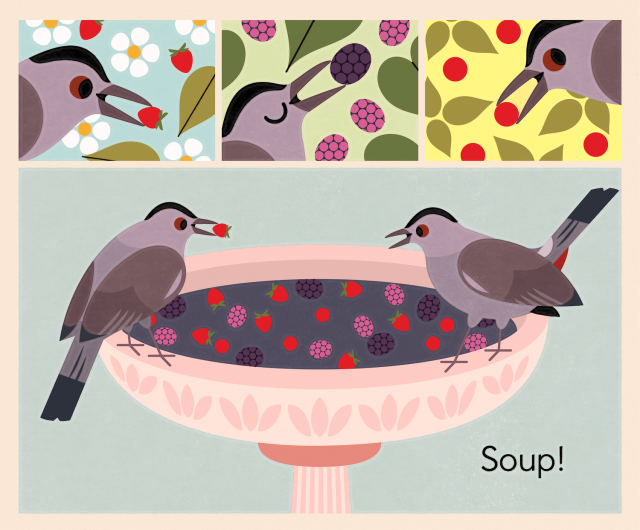 Multi panel drawing of Gray Catbirds gathering different types of berries. The last panel has two catbirds on top of a bird bath fill with berries captioned "Soup!"