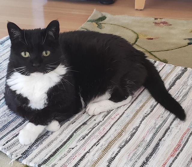 A chunky tuxedo cat, laying on a striped rug,  crosses her paws like a dowager and looks into the camera.