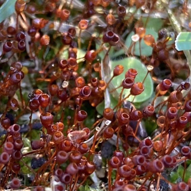 Some silvergreen byrum moss but there's nothing silver or green about it. The sporophytes have blown their tops (that used to be pointy), and now they look like red cups or goblets on top of long slender stems. 