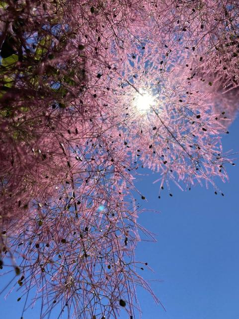 Looking up at the sun and sky through a smoke tree, or Cotinus coggygria. The tree is an unreal pink color against the vivid boot sky. It has pink feather stands like s feather boots, with little dots that are either dark against a light background, or bright gold if they're in the right path of the sun 