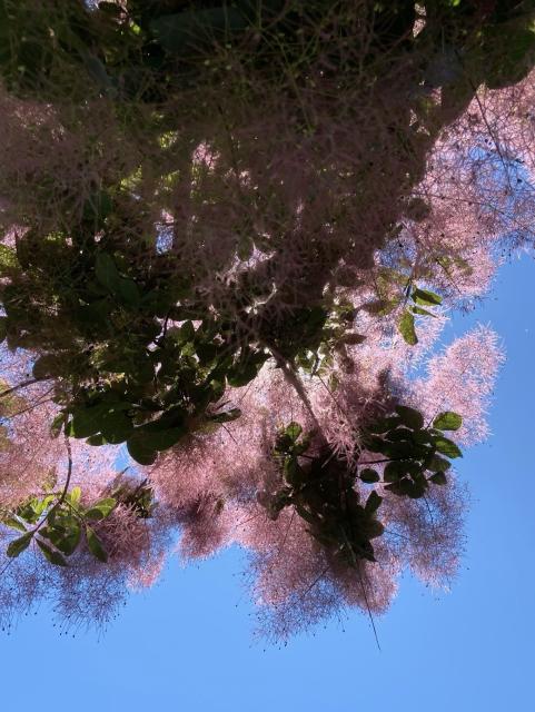 Another view looking up at the same tree. This time there's a dark silhouette of trunk and branches and trees, then the pink fluffy stuff, then blue sky