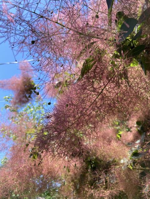 Looking up at the same tree again, but this time not in the same direction as the sun, so we see more of the color subtleties, with specks of green amongst the pink