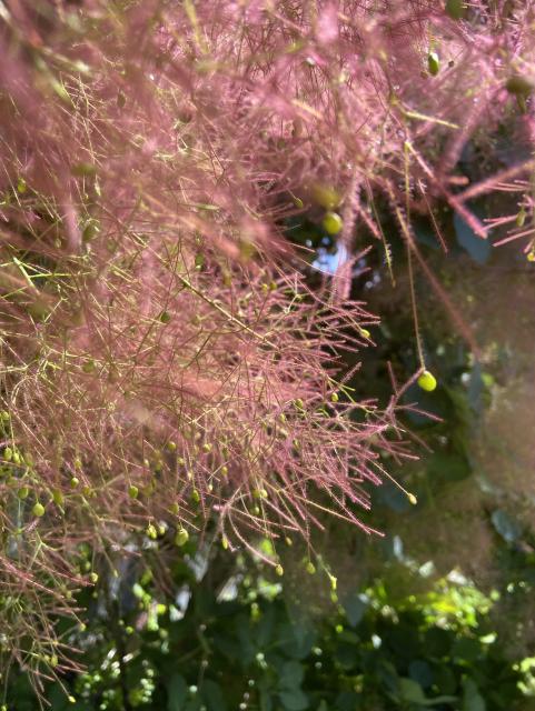 One more view, this time a close up of a branch covered in pink stands and speckled with green and gold dots like elaborate confetti