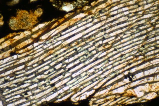 NWA 8345 Meteorite Thin Section Individual Microphoto.

Solar Anamnesis, CC BY-NC-SA 2.0 via Flickr: https://flic.kr/p/2emMutX