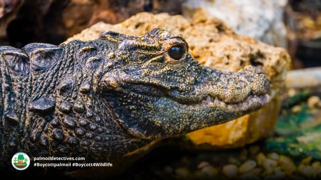 #African Dwarf Crocodiles are timid nocturnal creatures the smallest crocodilian in the world. They face multiple threats incl. #palmoil #meat deforestation. Help them and #Boycottpalmoil #Boycott4Wildlife https://palmoildetectives.com/2023/01/08/african-dwarf-crocodile-osteolaemus-tetraspis/ via @palmoildetect
