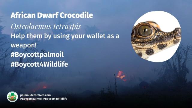 #African Dwarf Crocodiles are timid nocturnal creatures the smallest crocodilian in the world. They face multiple threats incl. #palmoil #meat deforestation. Help them and #Boycottpalmoil #Boycott4Wildlife https://palmoildetectives.com/2023/01/08/african-dwarf-crocodile-osteolaemus-tetraspis/ via @palmoildetect
