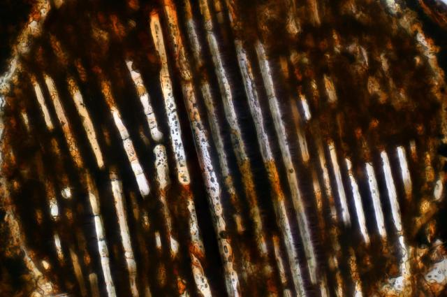 Selma Meteorite Thin Section Individual Microphotograph.

Solar Anamnesis, CC BY-NC-SA 2.0 via Flickr: https://flic.kr/p/TjdrEL