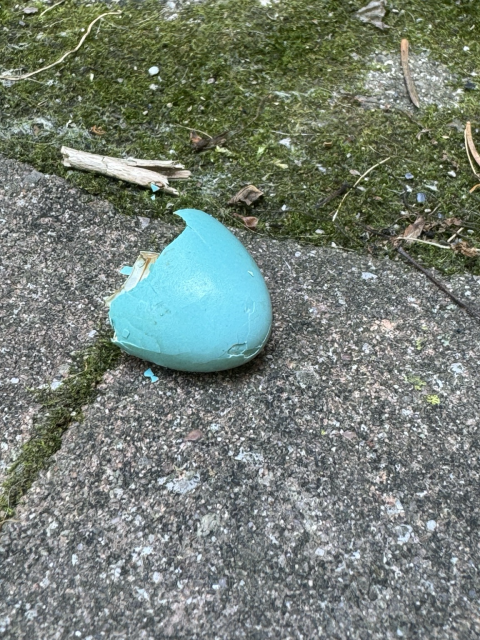 Half of a Robin’s egg.