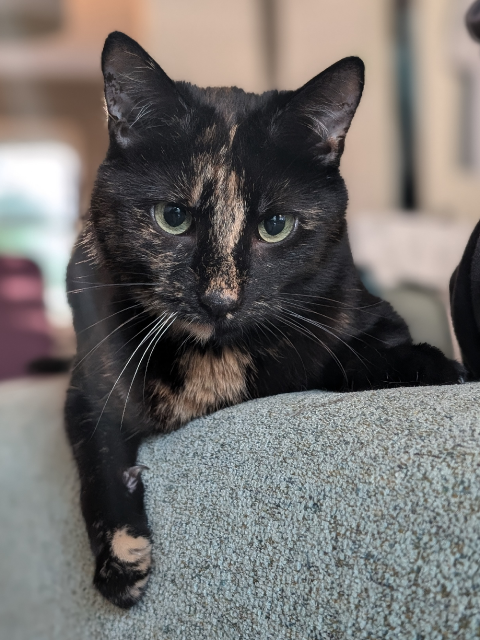 A tortoiseshell cat sitting on an armrest of a chair looking cute at the camera. Her right front paw is clawing the fabric of the chair.