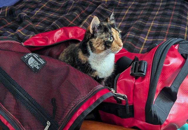 On a tartan bedspread is a red travel bag. In the travel bag is a calico cat looking up and to the side.