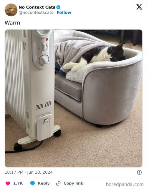cat next to column heater