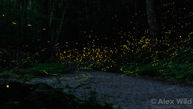 Night landscape photograph showing a flat gravel path through a mature forest, with orange sparkles dotting the top half of the image, and several erratic green light trails underneath them, lower to the ground.