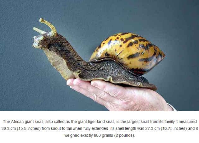 
The African giant snail, also called as the giant tiger land snail, is the largest snail from its family. It measured 39.3 cm (15.5 inches) from snout to tail when fully extended. Its shell length was 27.3 cm (10.75 inches) and it weighed exactly 900 grams (2 pounds).