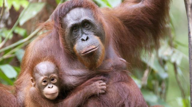 Hembra orangután con su cría en brazos ante un fondo de selva tropical.