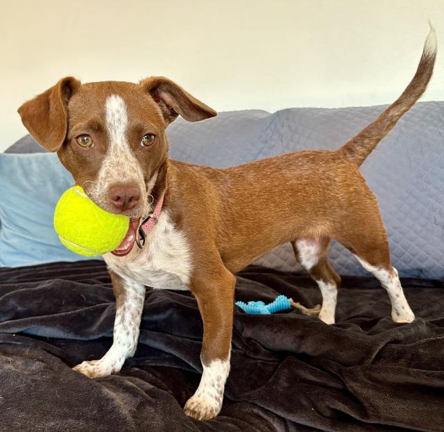 A small brown and white dog with a tennis ball in its mouth stands on a dark blanket with a blue toy in the background.