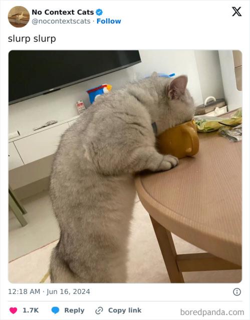 slurping cat