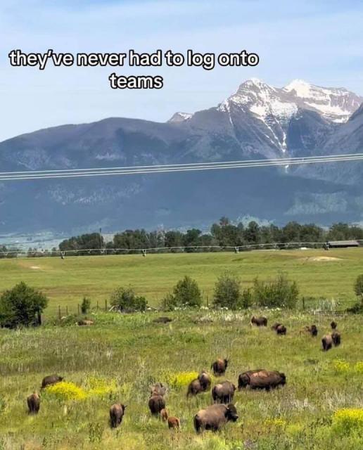 bucolic picture of cows overlaid with "they've never had to log onto teams"