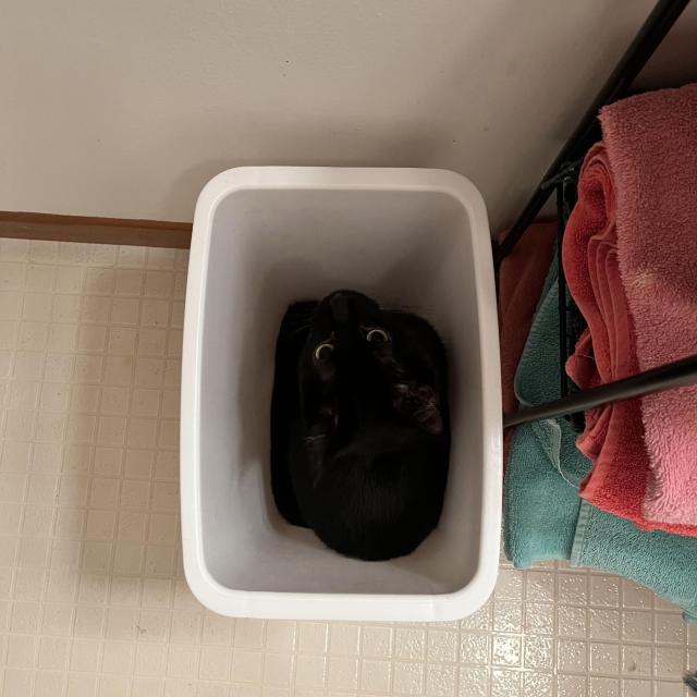 In an otherwise empty white bathroom trashcan, a black cat sits looking up with his yellow eyes.