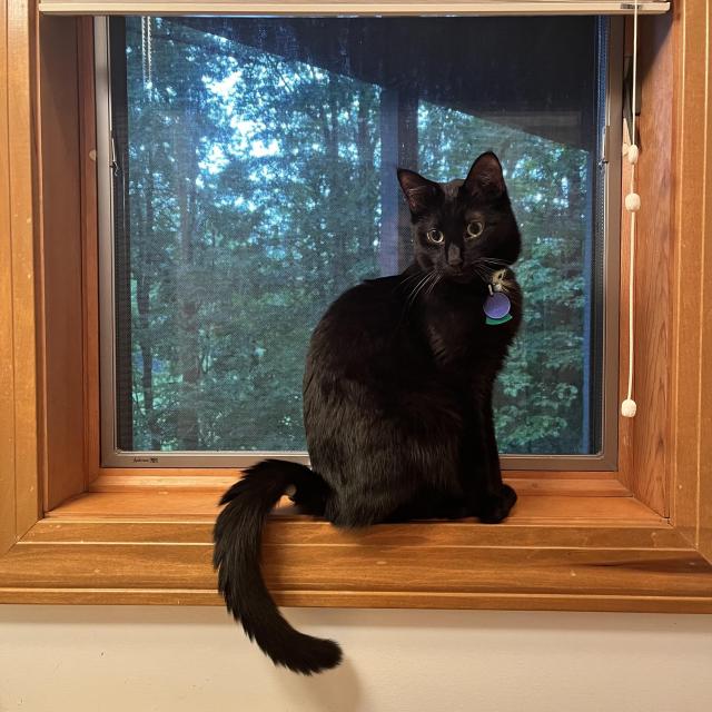 a handsome black cat sits on a window sill in the evening, turning to look back into the house