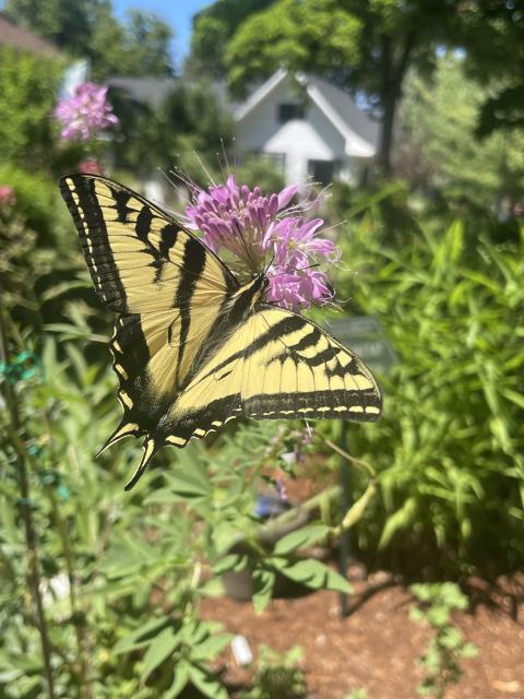 A yellow butterfly with black stripes and edging and pointy tips on its wings is sipping nectar from a pink flower. 